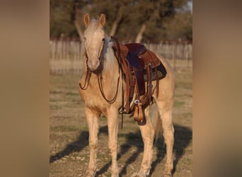 American Quarter Horse, Wallach, 13 Jahre, 145 cm, Palomino