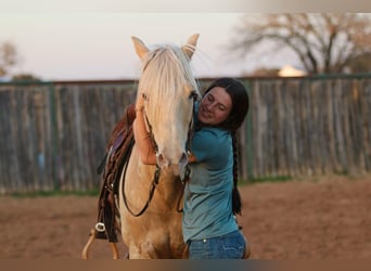 American Quarter Horse, Wallach, 13 Jahre, 145 cm, Palomino