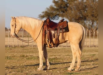 American Quarter Horse, Wallach, 13 Jahre, 145 cm, Palomino