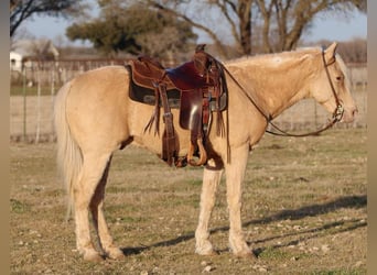 American Quarter Horse, Wallach, 13 Jahre, 145 cm, Palomino