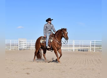 American Quarter Horse, Wallach, 13 Jahre, 145 cm, Rotfuchs