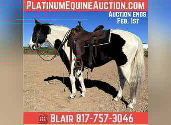 American Quarter Horse, Wallach, 13 Jahre, 145 cm, Tobiano-alle-Farben