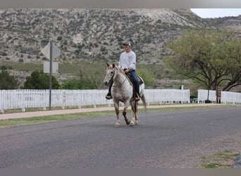 American Quarter Horse, Wallach, 13 Jahre, 147 cm, Roan-Red