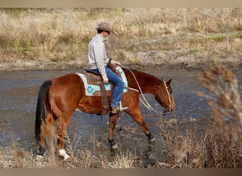 American Quarter Horse, Wallach, 13 Jahre, 147 cm, Rotbrauner