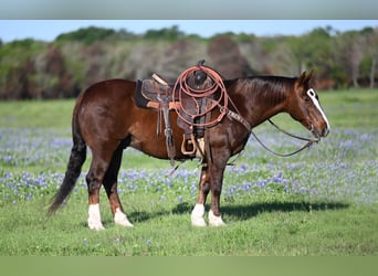 American Quarter Horse, Wallach, 13 Jahre, 147 cm, Rotfuchs