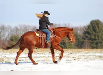 American Quarter Horse Mix, Wallach, 13 Jahre, 147 cm, Rotfuchs