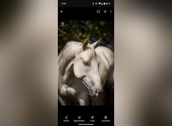 American Quarter Horse, Wallach, 13 Jahre, 150 cm