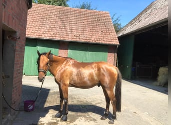 American Quarter Horse, Wallach, 13 Jahre, 150 cm