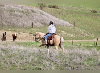 American Quarter Horse, Wallach, 13 Jahre, 150 cm, Palomino