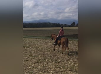 American Quarter Horse, Wallach, 13 Jahre, 150 cm, Red Dun