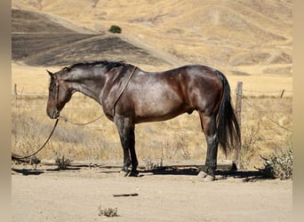 American Quarter Horse, Wallach, 13 Jahre, 150 cm, Roan-Bay