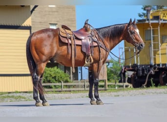 American Quarter Horse, Wallach, 13 Jahre, 150 cm, Rotbrauner