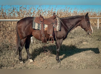 American Quarter Horse, Wallach, 13 Jahre, 150 cm, Rotbrauner