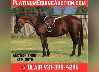 American Quarter Horse, Wallach, 13 Jahre, 150 cm, Rotbrauner