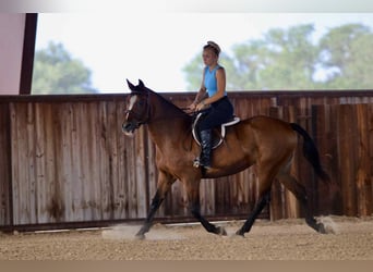 American Quarter Horse, Wallach, 13 Jahre, 150 cm, Rotbrauner