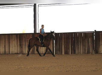 American Quarter Horse, Wallach, 13 Jahre, 150 cm, Rotbrauner