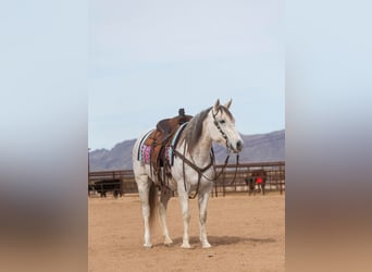 American Quarter Horse, Wallach, 13 Jahre, 150 cm, Schimmel
