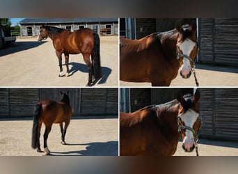 American Quarter Horse, Wallach, 13 Jahre, 150 cm, Schwarzbrauner
