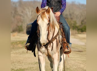 American Quarter Horse, Wallach, 13 Jahre, 150 cm, Tobiano-alle-Farben