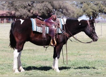 American Quarter Horse, Wallach, 13 Jahre, 150 cm, Tobiano-alle-Farben