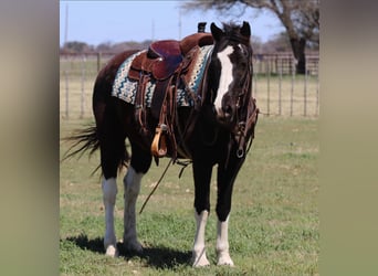 American Quarter Horse, Wallach, 13 Jahre, 150 cm, Tobiano-alle-Farben