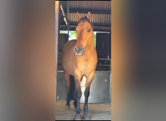 American Quarter Horse, Wallach, 13 Jahre, 150 cm