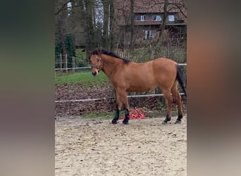 American Quarter Horse, Wallach, 13 Jahre, 150 cm