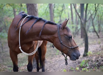 American Quarter Horse, Wallach, 13 Jahre, 152 cm, Brauner