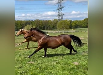 American Quarter Horse, Wallach, 13 Jahre, 152 cm, Brauner
