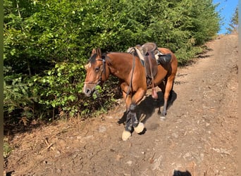 American Quarter Horse, Wallach, 13 Jahre, 152 cm, Brauner