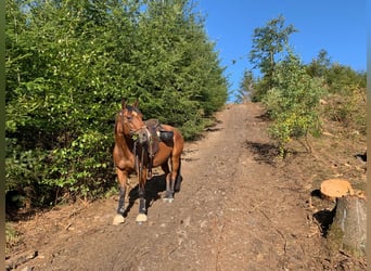 American Quarter Horse, Wallach, 13 Jahre, 152 cm, Brauner