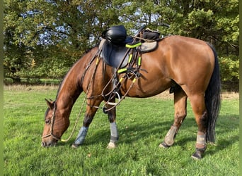 American Quarter Horse, Wallach, 13 Jahre, 152 cm, Brauner