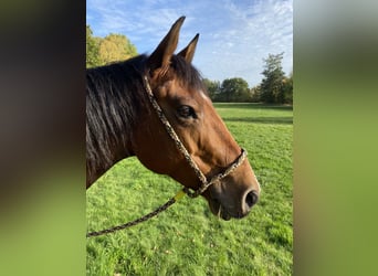American Quarter Horse, Wallach, 13 Jahre, 152 cm, Brauner
