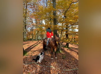 American Quarter Horse, Wallach, 13 Jahre, 152 cm, Brauner