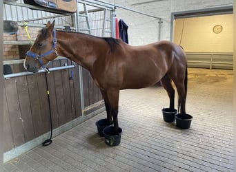 American Quarter Horse, Wallach, 13 Jahre, 152 cm, Brauner