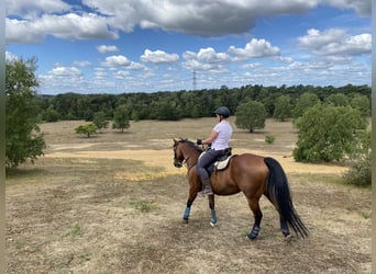 American Quarter Horse, Wallach, 13 Jahre, 152 cm, Brauner