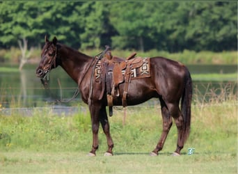 American Quarter Horse, Wallach, 13 Jahre, 152 cm, Brauner