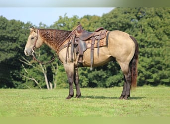 American Quarter Horse, Wallach, 13 Jahre, 152 cm, Buckskin
