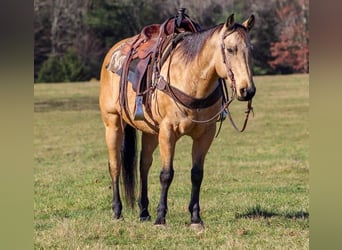 American Quarter Horse Mix, Wallach, 13 Jahre, 152 cm, Buckskin