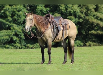 American Quarter Horse, Wallach, 13 Jahre, 152 cm, Buckskin