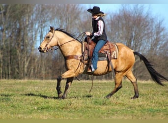 American Quarter Horse Mix, Wallach, 13 Jahre, 152 cm, Buckskin