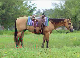 American Quarter Horse, Wallach, 13 Jahre, 152 cm, Buckskin