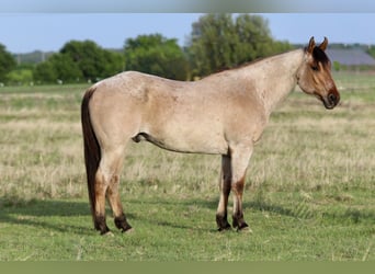 American Quarter Horse, Wallach, 13 Jahre, 152 cm, Falbe