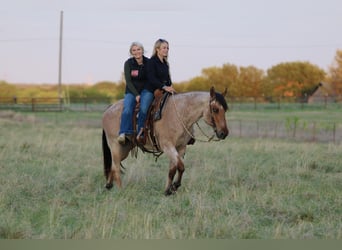 American Quarter Horse, Wallach, 13 Jahre, 152 cm, Falbe