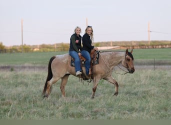 American Quarter Horse, Wallach, 13 Jahre, 152 cm, Falbe