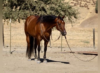 American Quarter Horse, Wallach, 13 Jahre, 152 cm, Falbe