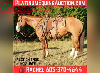 American Quarter Horse, Wallach, 13 Jahre, 152 cm, Falbe