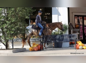 American Quarter Horse, Wallach, 13 Jahre, 152 cm, Falbe