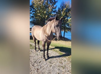 American Quarter Horse, Wallach, 13 Jahre, 152 cm, Grullo