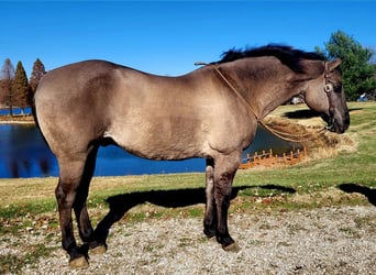 American Quarter Horse, Wallach, 13 Jahre, 152 cm, Grullo